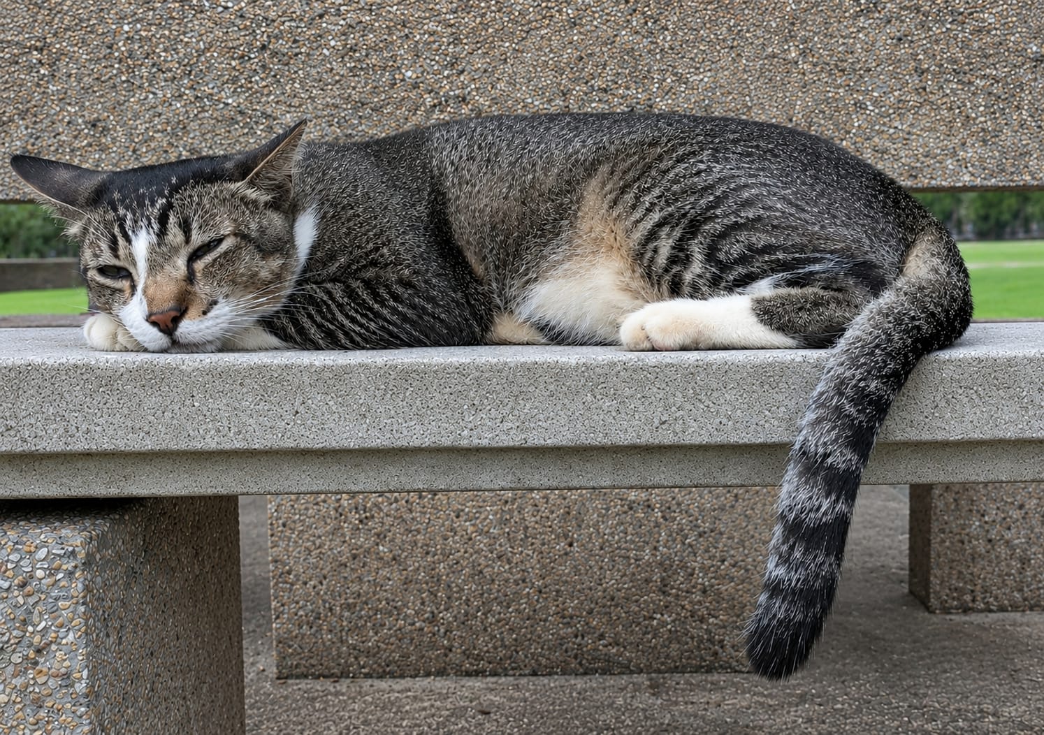 Buddy resting on a stone park bench with his head on his paws and his striped tail hanging over the edge.