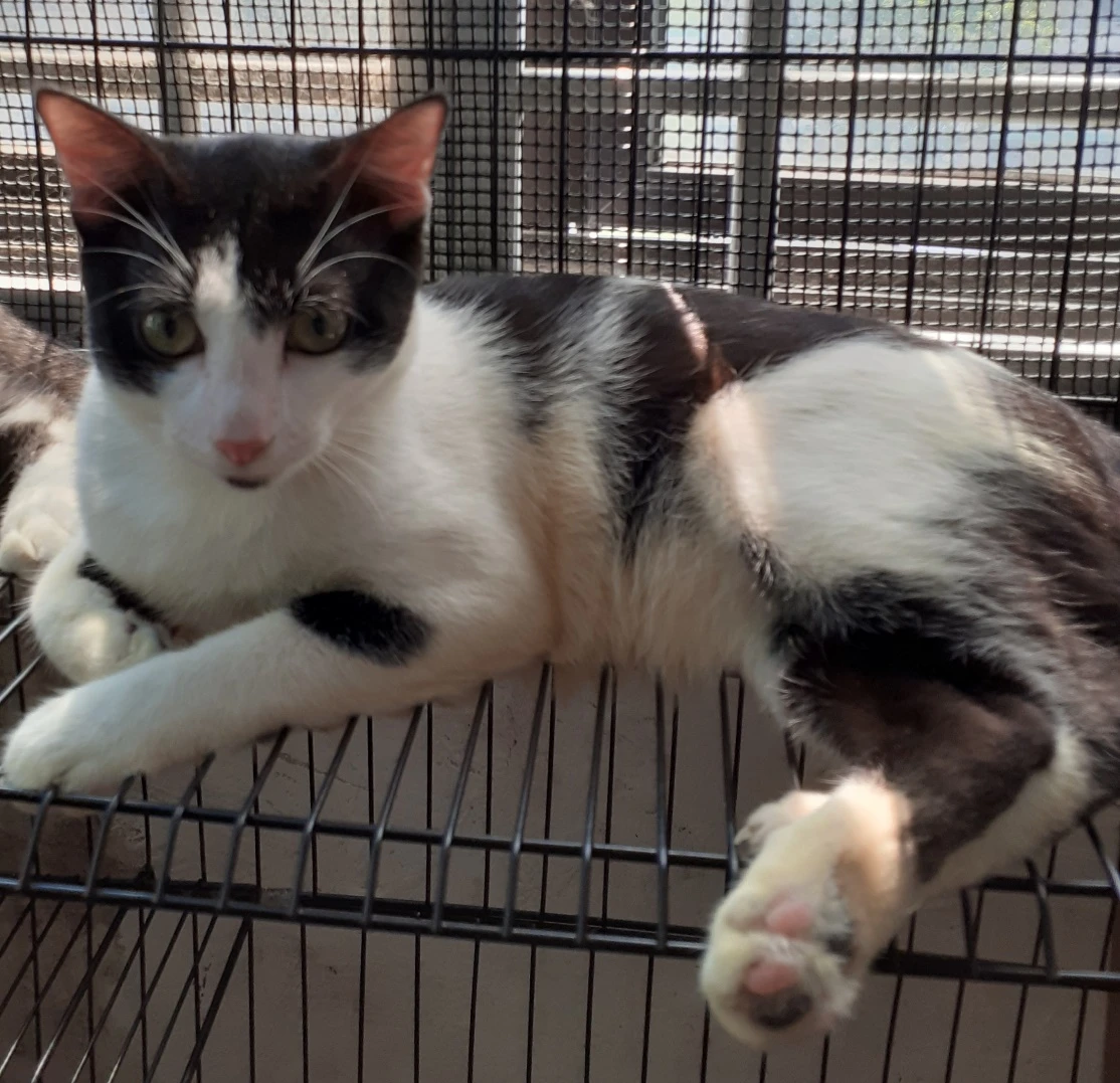 Romeo reclining inside a wire enclosure, his white front legs extended and one hind paw facing the camera.