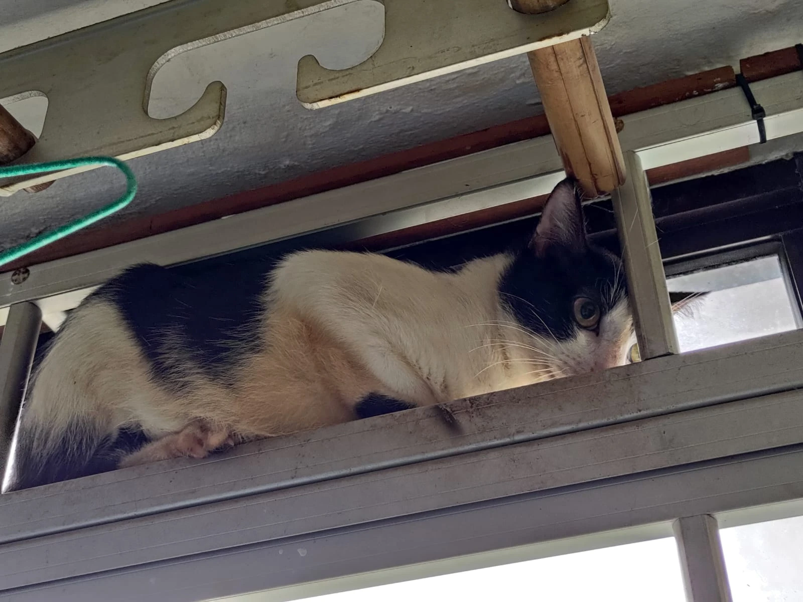 Romeo crouching on a narrow window ledge behind metal bars, looking towards the camera.