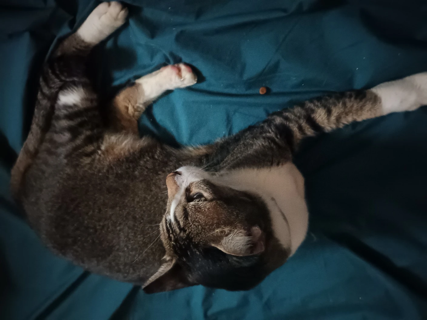 Buddy, a tabby-and-white cat, lies curled on blue bedding with his white paws visible.