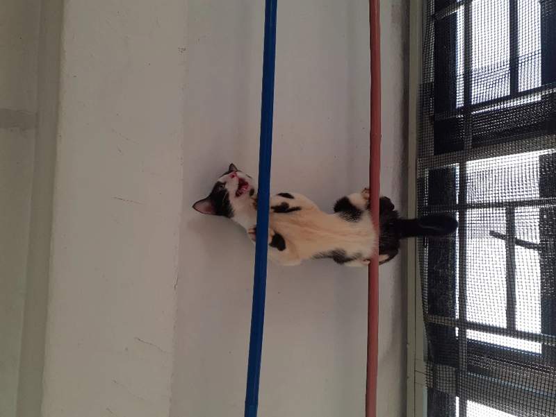 Romeo balancing across two poles near the ceiling beside a mesh-covered window.