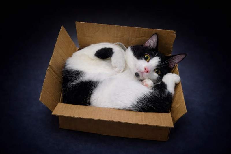 Romeo curled inside a small cardboard box, looking up with his white paws tucked close to his face.