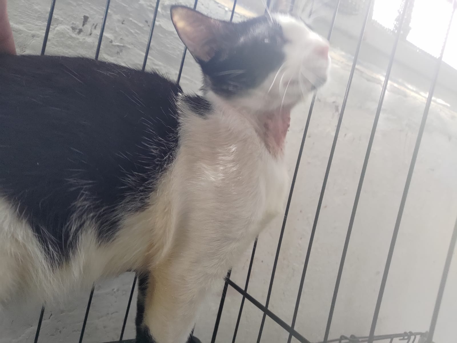 Romeo lifting his chin inside an enclosure, revealing a hairless, irritated patch beneath his throat.